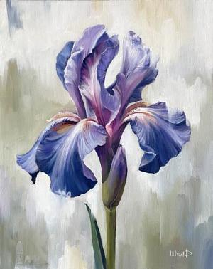 Цветы, Ирисы